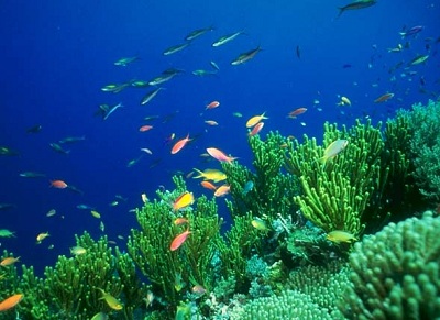 The <a
  href="/earth/Water/ocean.html&edu=high">oceans</a>
  are full of <a
  href="/earth/Life/life1.html&edu=high">life</a>.
  Anthias are small, peaceful reef fish, and are a significant fraction of the
  colorful fishes seen in <a
  href="/earth/climate/coral_change.html&edu=high">coral
  reef</a> areas. They occur in all tropical <a
  href="/earth/Water/ocean.html&edu=high">oceans</a>
  and seas of the world, and feed mainly on <a
  href="/earth/Life/plankton.html&edu=high">zooplankton</a>.<p><small><em>Image courtesy of Corel Photography</em></small></p>