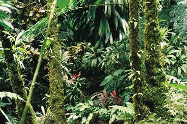 Rainforest vegetation on the Caribbean island of Dominica. <a href="/earth/rainforest.html&edu=elem&dev=">Tropical
  rainforests</a> are home to thousands of species of animals, plants, fungi and
  microbes. Scientists suspect that there are many species living in
  rainforests have not yet been found or described. Rainforests get their name
  because they receive a lot of rain - an average of 80 inches (203 cm) a year!<p><small><em>     NBII Digital Image Library - Randolph Femmer, photographer</em></small></p>