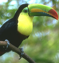 Toucan