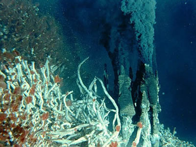 Fumarolas hidrotermales en el ocano profundo aparecen en <a  href="/earth/interior/seafloor_spreading.html&edu=high&lang=sp"> cordilleras tectnicas en extensin </a>. El agua en las fumarolas hidrotermales es muy caliente y cargada con qumicos.  En este <a  href="/earth/extreme_environments.html&edu=high&lang=sp">ambiente extremo</a>, ciertas especies de <a href="/earth/Life/archaea.html&edu=high&lang=sp">Archaea</a> y <a href="/earth/Life/classification_eubacteria.html&edu=high&lang=sp">Eubacteria</a>  abundan, permitiendo una <a href="/earth/Water/life_deep.html&edu=high&lang=sp">cadena alimenticia</a> nica, que incluye peces, camarones, gigantes lombrices de tubo, cangrejos, almejas y mejillones.<p><small><em>    Cortesa de la NASA</em></small></p>