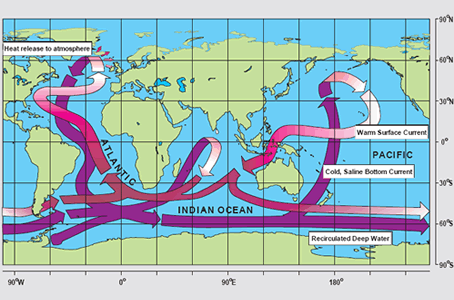 The <a
  href="/earth/Water/circulation1.html&edu=elem">thermohaline
  circulation</a>, often referred to as the ocean's "conveyor belt",
  links major surface and deep water currents in the Atlantic, Indian, Pacific,
  and Southern Oceans. This pattern is driven by changes in water <a
  href="/earth/Water/temp.html&edu=elem">temperature</a>
  and <a
  href="/earth/Water/salinity.html&edu=elem">salinity</a>
  that change the <a
  href="/earth/Water/density.html&edu=elem">density</a>
  of seawater.<p><small><em> Image courtesy <a href="http://www.clivar.org/publications/other_pubs/clivar_transp/d3_transp.htm">CLIVAR</a> (after W. Broecker, modified by E. Maier-Reimer).</em></small></p>