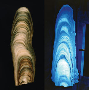 Stalagmites showing growth rings