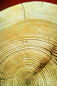 tree rings