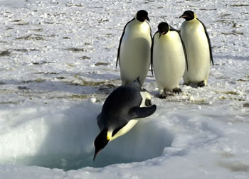 Un grupo de pinginos emperadores espera su turno para lanzarse al ocano cerca de  <a   href="/people/postcards/jean_pennycook_11_29_0.html&lang=sp">Ross Island, Antrtica</a> el 3 de noviembre del 2004. Los pinginos emperadores rutinariamente se sumergen hasta 500 metros en busca de alimentos.  Los cientficos quieren entender como los pinginos pueden soportar esas sumergidas en tal <a  href="/earth/extreme_environments.html&lang=sp">ambiente extremo</a>.<p><small><em>Imagen cortesa de Emily Stone, Fundacin Nacional de Ciencia </em></small></p>