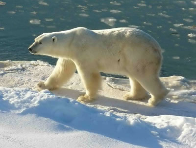 Roaming across Arctic <a
  href="/earth/polar/sea_ice.html&edu=elem&dev=">sea ice</a>, <a
  href="/earth/polar/polar_bears_jan07.html&edu=elem&dev=">polar
  bears</a> peer through cracks in the ice to look for ringed seals, their
  favorite food, in the water below. Almost all of a polar bear's food comes
  from the sea. The <a
  href="/earth/polar/sea_ice.html&edu=elem&dev=">floating sea
  ice</a> is a perfect vantage point for the bears as they hunt for food.
  Unfortunately, the amount of sea ice floating in the <a
  href="/earth/polar/polar_north.html&edu=elem&dev=">Arctic
  region</a> is shrinking each year, and getting farther apart.<p><small><em>Image courtesy of Ansgar Walk.  Creative Commons Attribution-Share Alike 2.5 Generic license.</em></small></p>