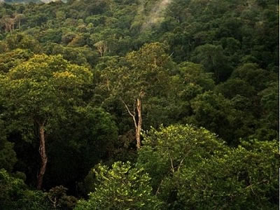 Los Mamaiurans son una tribu india del Amazonas que vive en Brasil. Sus leyendas reflejan el denso bosque tropical en que viven, y la abundancia de vida diversa en su ambiente. Esta foto es una vista del bosque de la cuenca del Amazonas al norte de Manaus, Brasil.
<p><small><em>Imagen cortesa de Phil P Harris. Creative Commons Attribution-Share Alike 2.5 Generic license.</em></small></p>