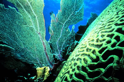 Ann Budd of the University of Iowa and John Pandolfi of the University of
Queensland, Australia, two scientists who have been studying corals reefs,
say that it's important to not only protect endangered
<a href="/earth/climate/coral_change.html&edu=high&dev=">corals</a> in
areas that have the largest variety of species, but also the corals in
the edges of the reefs.  Find our more about their research
<a href="/headline_universe/olpa/CoralReef_17June10.html&edu=high&dev=">here</a>.<p><small><em> Image courtesy of NOAA</em></small></p>