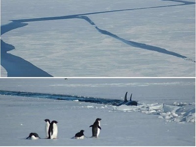 Oh no! No se ven bien las cosas para estos pinginos Adelie en el Antrtico. Hielo marino cubre la parte del ocano al lado del continente Antrtico y el mar de Ross.  Grandes grietas se abren en la extensin de hielo cuando se derrite, lo que permite que las ballenas lleguen a partes del Mar de Ross que no han sido perturbadas por meses. Ms informacin sobre   esta  <a href="/people/postcards/penguin_post.html&lang=sp&dev=">campaa de investigacin de pinginos </a> en  diciembre 2006 - enero 2007.
<p><small><em>Imagen cortesa de <a href="/bio/jean_pennycook.html&lang=sp&dev=">Jean Pennycook</a></em></small></p>